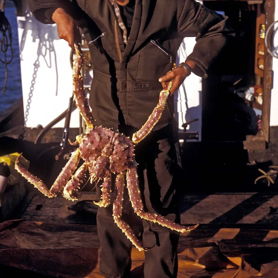 Pişmiş Kral Yengeç